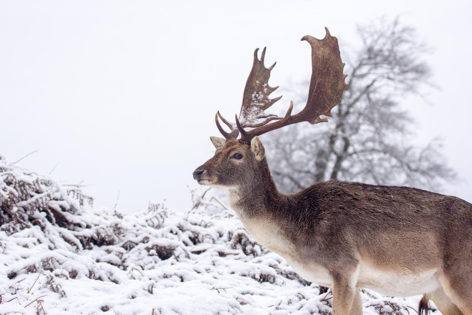  Deer and stags can be found at Knole Park