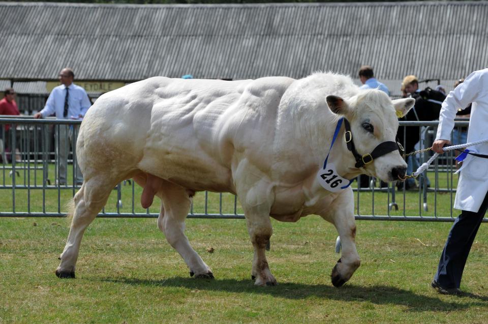  However Belgian Blue cattle can often endure a slew of serious health problems