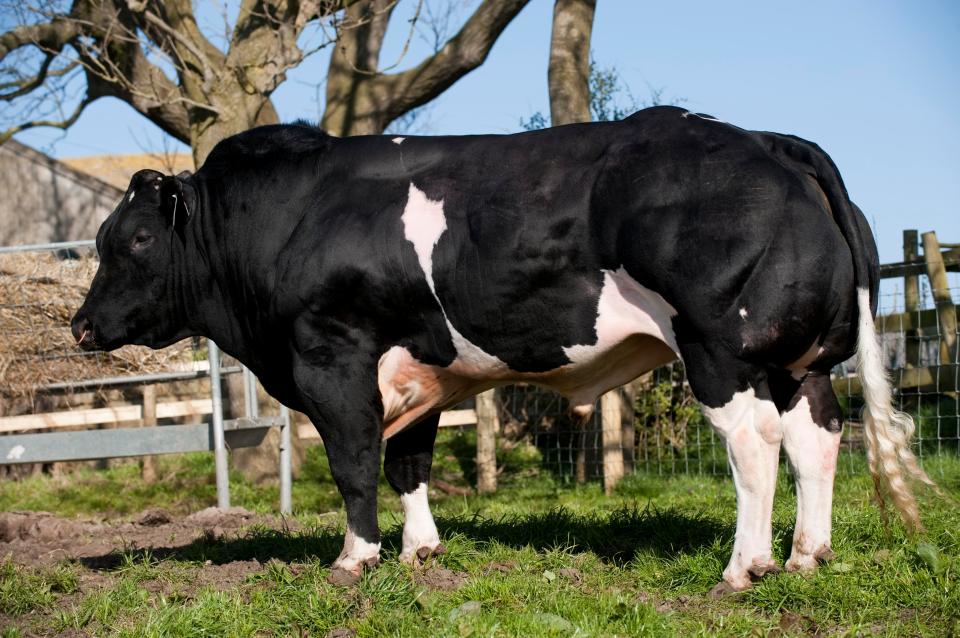  Some to have seen online images of the burly cattle are convinced they must be on steroids