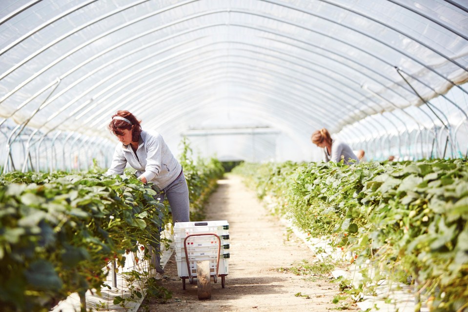 Many low-skilled migrant workers are employed in Britain’s agriculture industry