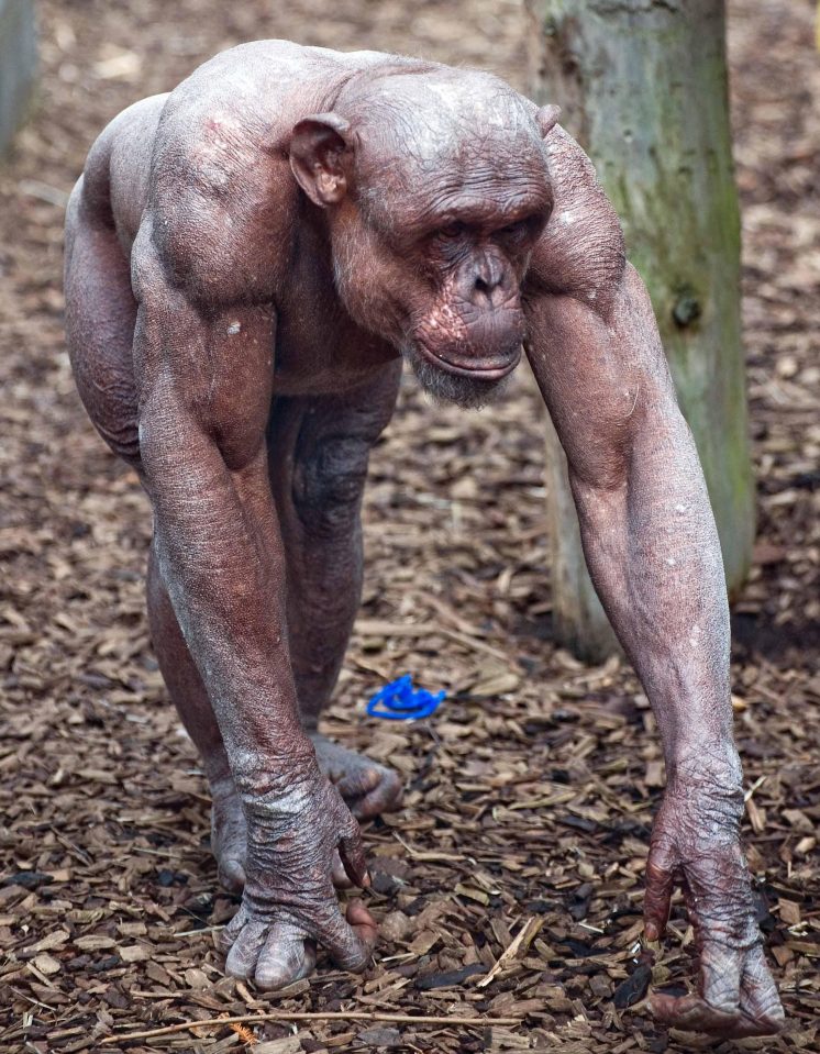  Photos of naked apes could easily spark a Planet of the Apes nightmare