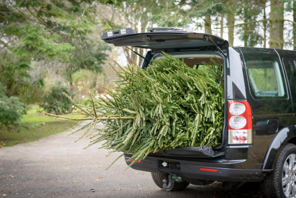  Drivers need to be sure not to overload their cars when taking their Christmas tree home