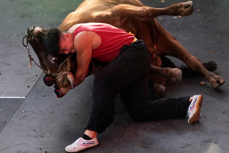  Zhong Xiaojie, 19, wrestles a bull to the ground