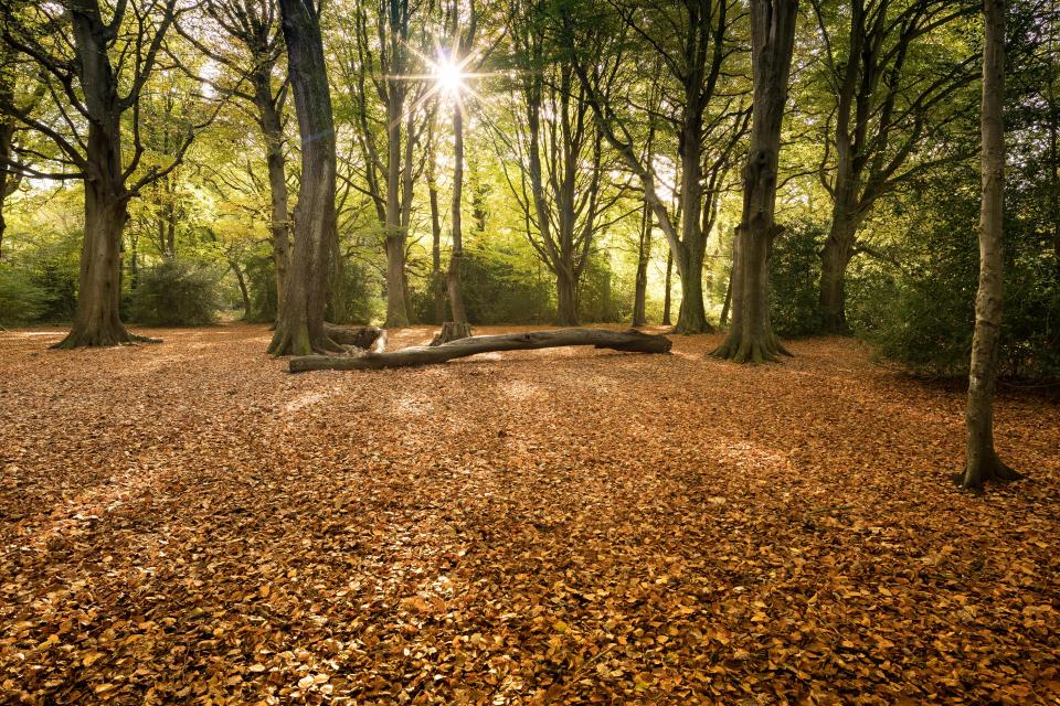  Red squirrels can be found in Borthwood Copse