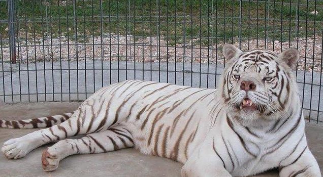  The white tiger shocked the world with his appearance, with some saying he looks like a bulldog