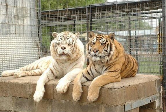  The two brothers relax together in their new home after being rescued by an animal refuge