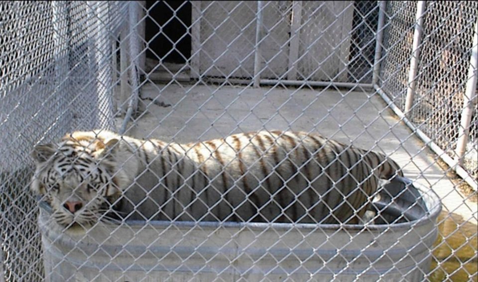  The tiny enclosure that Kenny was being kept in by his breeder, who tried to sell him and his brother to the animal centre for £7,800