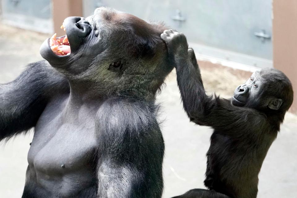  Cheeky Ubuntu pulls his fathers hair prompting an hilarious response in Knoxville Zoo in Tennessee