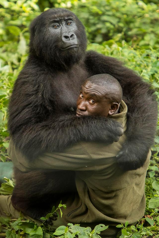  James Gifford pictures Andre Bauma, a wildlife ranger, who works at Senkwekwe Centre in Virunga National Park, Congo, who has an incredible bond with the gorillas at the park