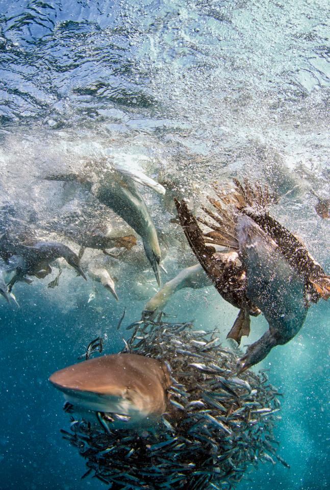  A shark bursts through the baitball of sardines as the gannets feed from it (Allen D Walker)