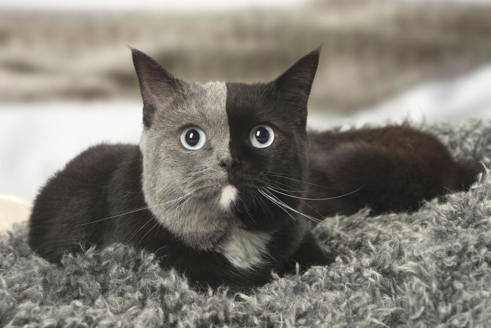  A British shorthair cat with two tone face (Jean-Michel Labat)