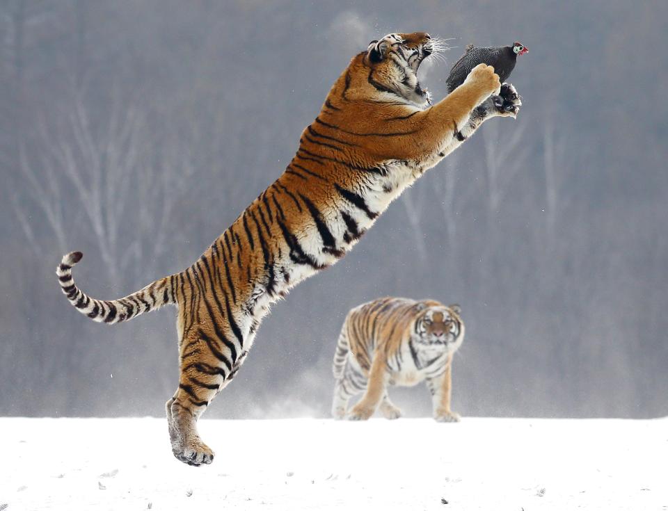  A Siberian tiger chasing guinea fowl by Andrey Gudkov