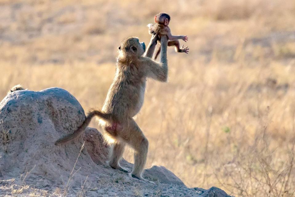  A photographer has captured the moment a monkey and its infant recreate the famous Lion King Circle of Life scene where the mother can be seen lifting up her baby (Dafna Ben Nun)