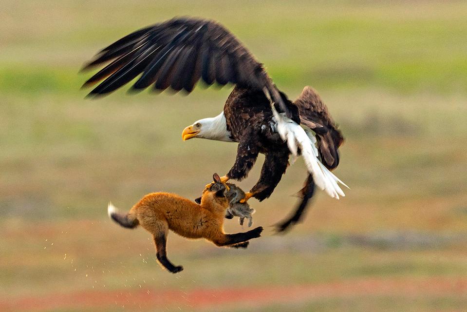  A bald eagle and a red fox tussle in mid-air over a European rabbit in San Juan Island National Historical Park in Washington state (Kevin Ebi)