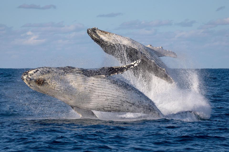  A double whale breach in New South Wales, Australia (John Goodridge)