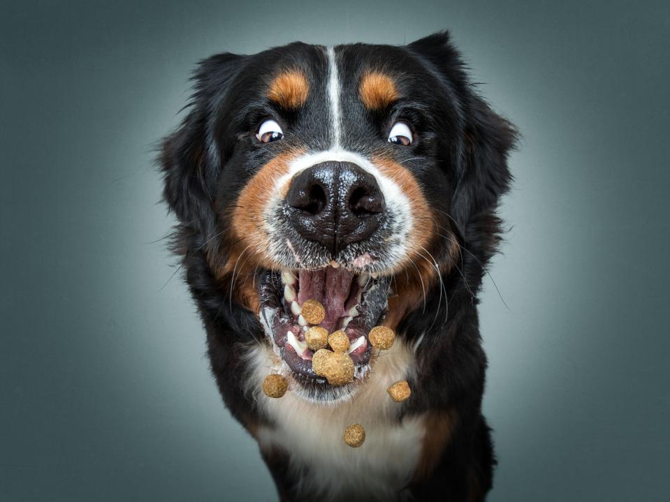  Photographer Christian Vieler, from Germany, shot the latest series of his Dogs Catching Treats In Trouble collection with hilarious results