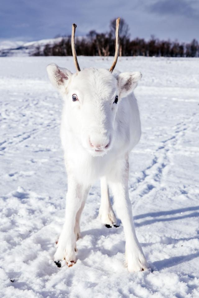  An extremely rare white baby reindeer in Northern Norway by Mads Nordsveen