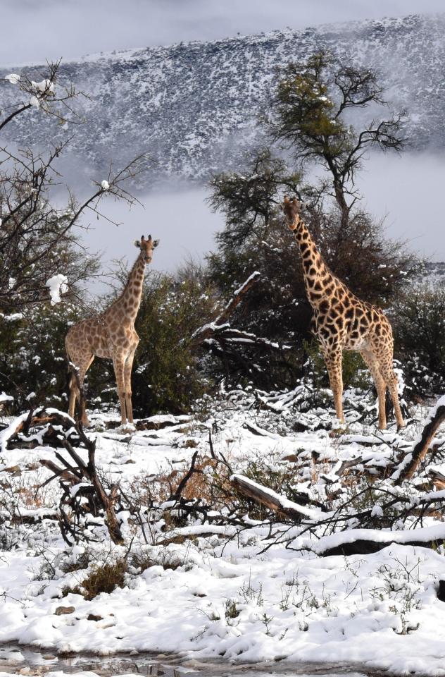  Snow has fallen in Sneeuberg on the Western Cape of South Africa giving an unusual sight as giraffes, elephants and deer peer out from the snowy surroundings (Kitty Viljoen)