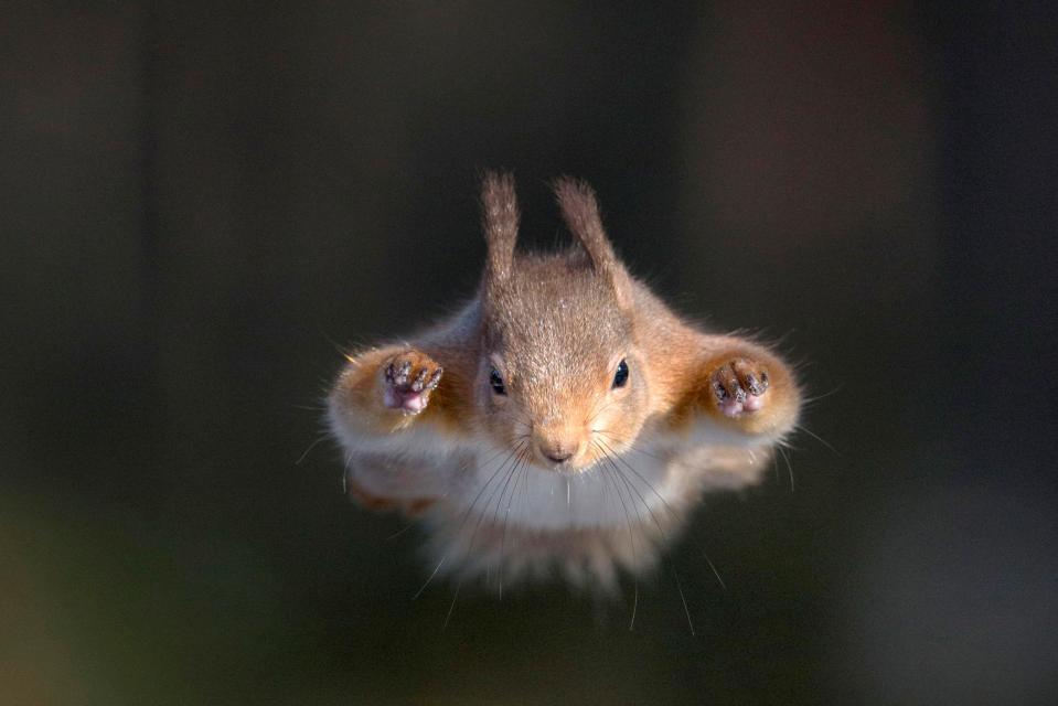  A set of squirrels have perfected the Superman pose while hopping across branches in Scotland (Pete Walkden)