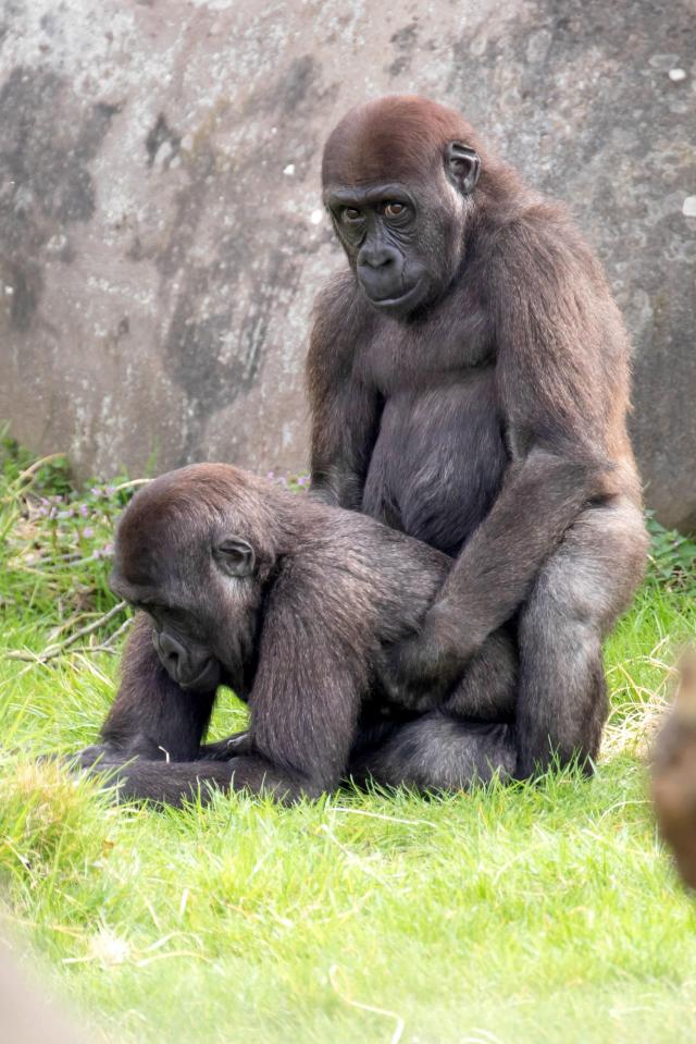  Shirley Kroos captured Western Lowland Gorillas Aybo, 3.5 years old and Thabo, 3 years old, playing and experimenting with each other at Rotterdam Zoo