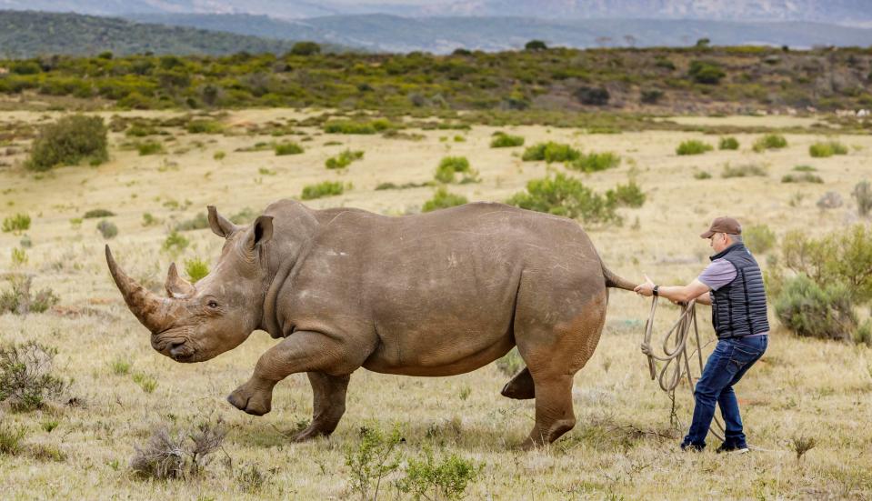  The images show a South African rhino being located before a vet fires a tranquilliser dart to anaesthetise the beast (Rainer Schimpf)