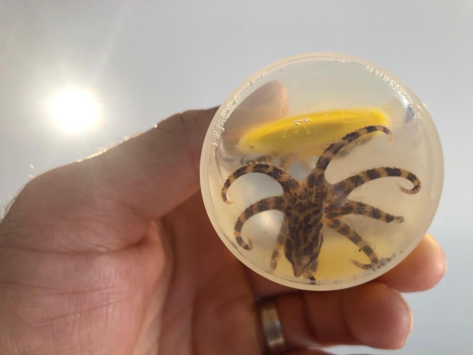  Closer examination confirmed the mollusc was definitely a blue-ringed octopus