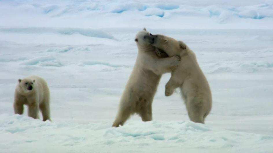  The Snowball cam gives viewers a glimpse of polar bears play-fighting in the North Pole