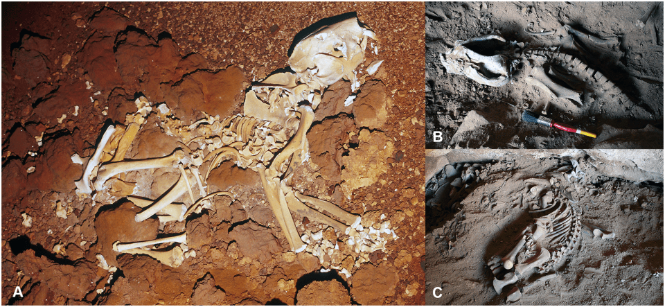 Researchers pieced together the first complete skeleton of the extinct animal