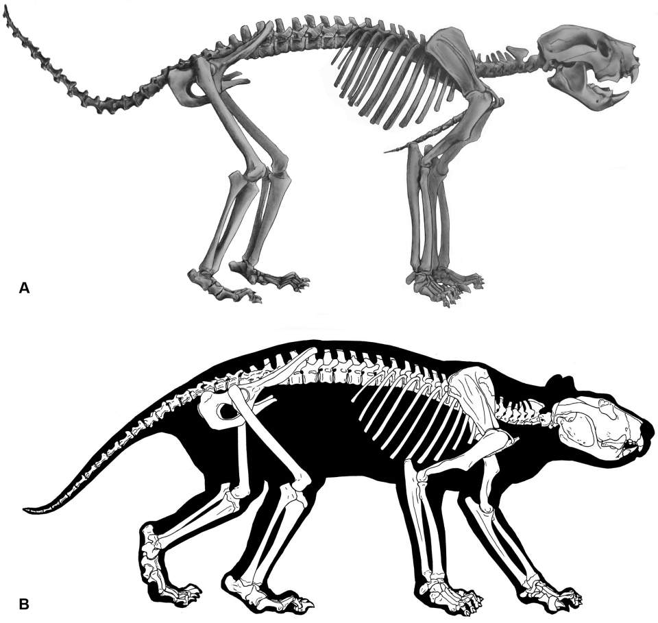 This is the world’s first full reconstruction of a marsupial lion skeleton