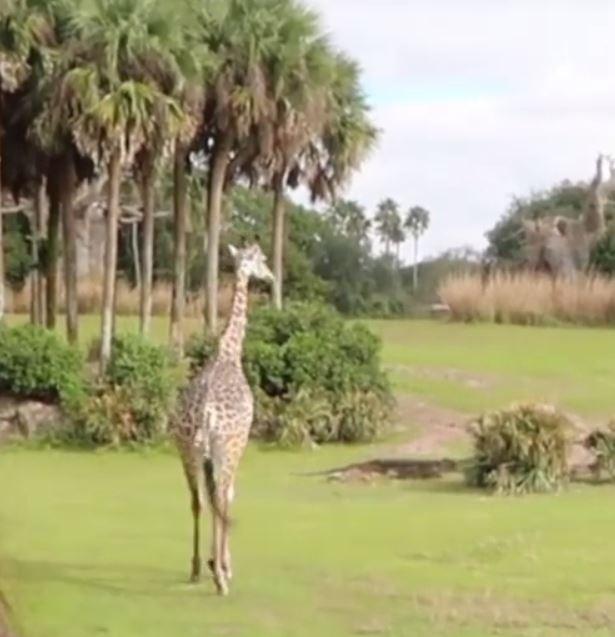 Guests managed to see the giraffe close up