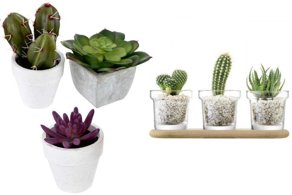  Succulents are great for adding a bit of colour to a room