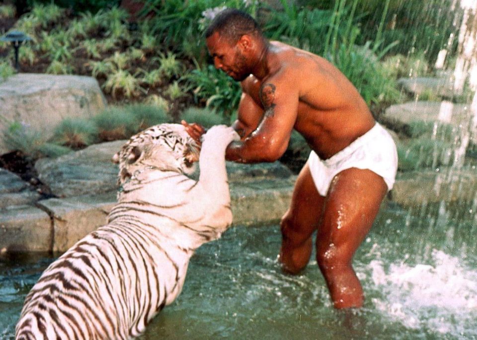  Mike Tyson had three white Bengal tigers