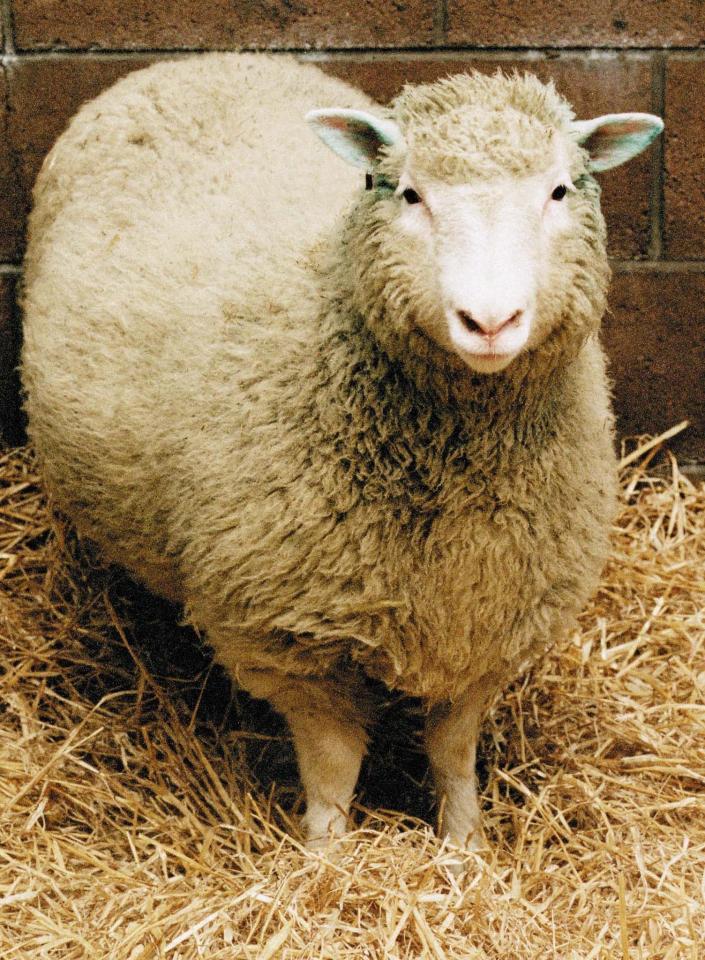  Researchers employed the same cloning technique used to create Dolly the Sheep back in the 90s