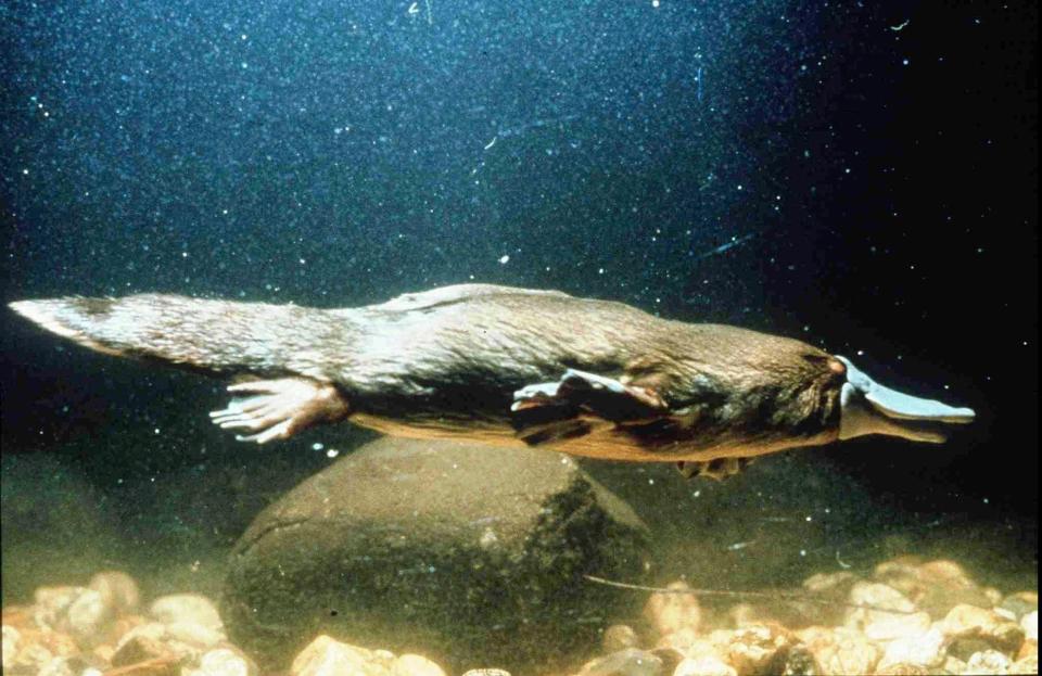 Platypus