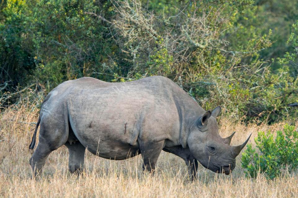  Three separate species of rhinoceros are under threat