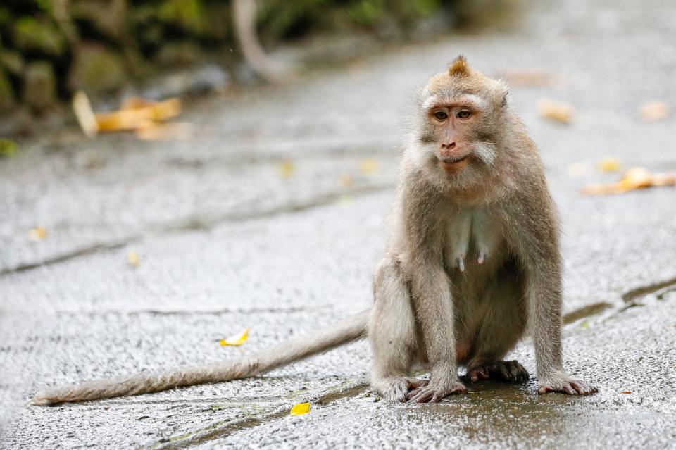  Researchers are focusing on cloning macaque monkeys for now