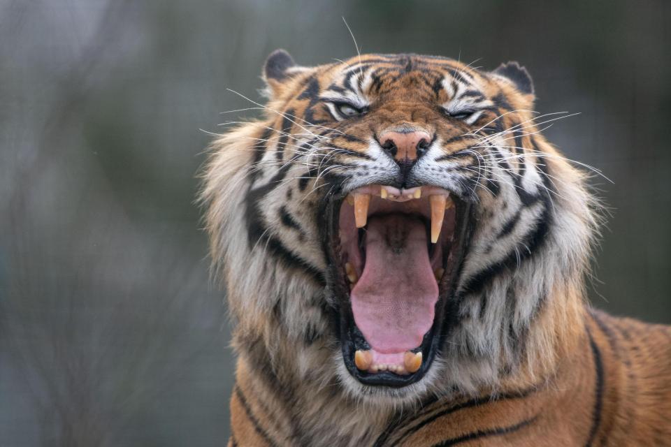  Tigers could become extinct within the next decade, a British wildlife charity has warned