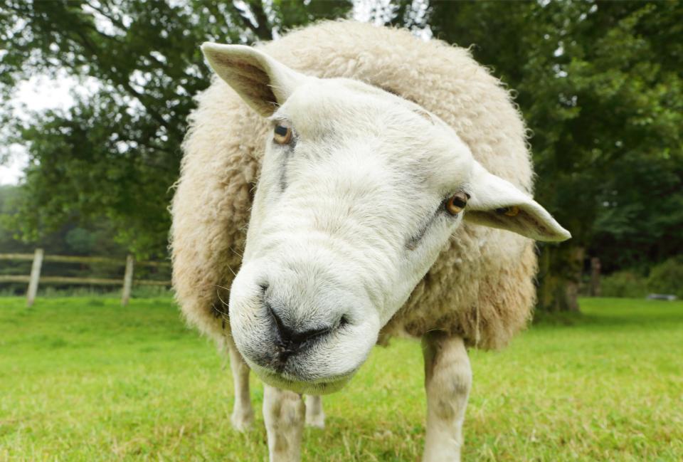 Neighbours saw sheep being loaded on to a lorry at about 9pm but assumed those doing it were farm workers