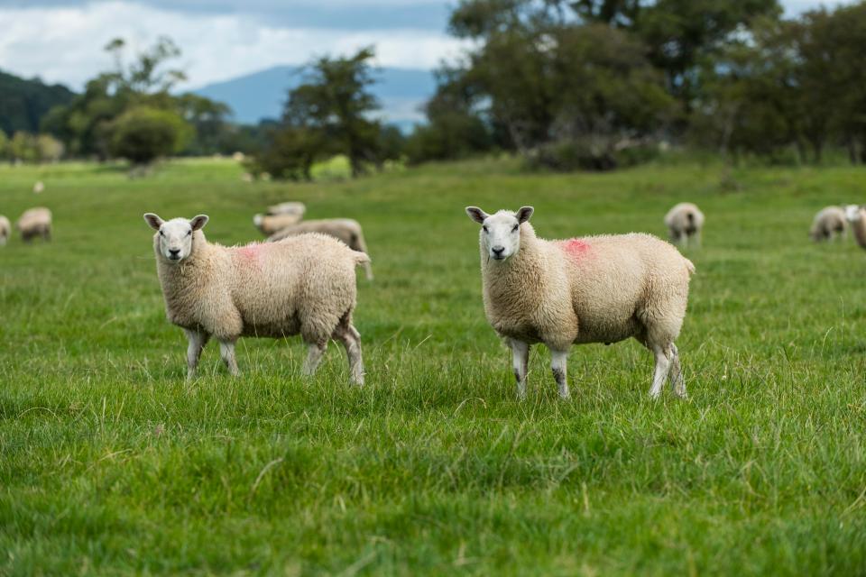 Some locals on Facebook were able to see the funny side, with Mark Dean writing: 'Someone saw a lorry on the A47 making an illegal ewe turn'