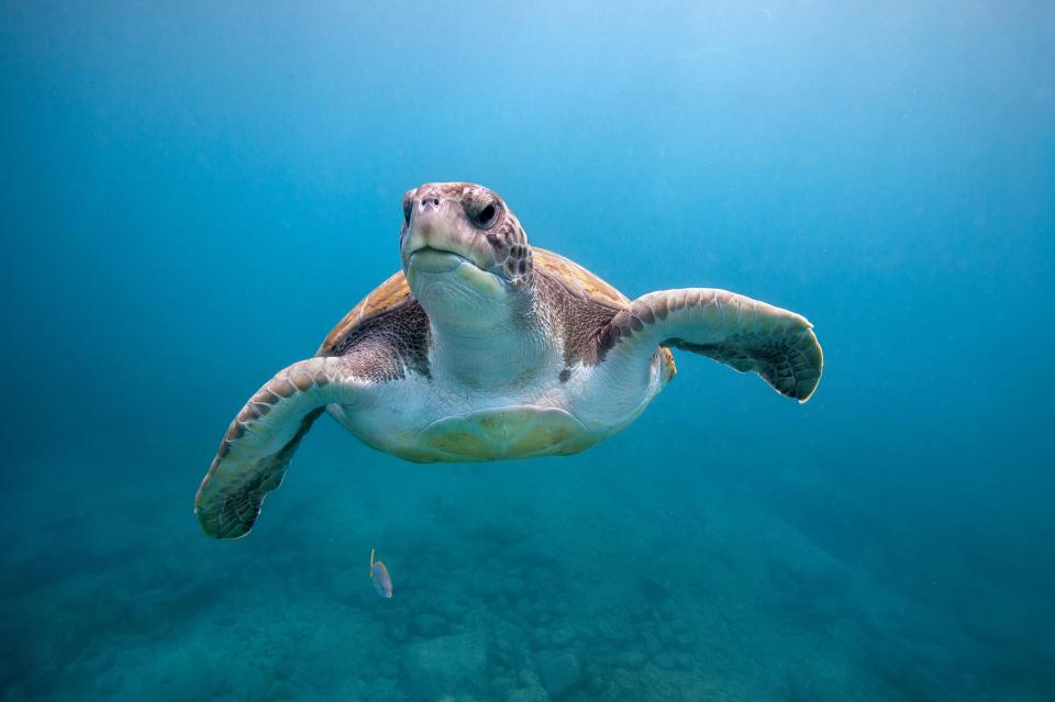  Sea turtles could suffer a similar fate