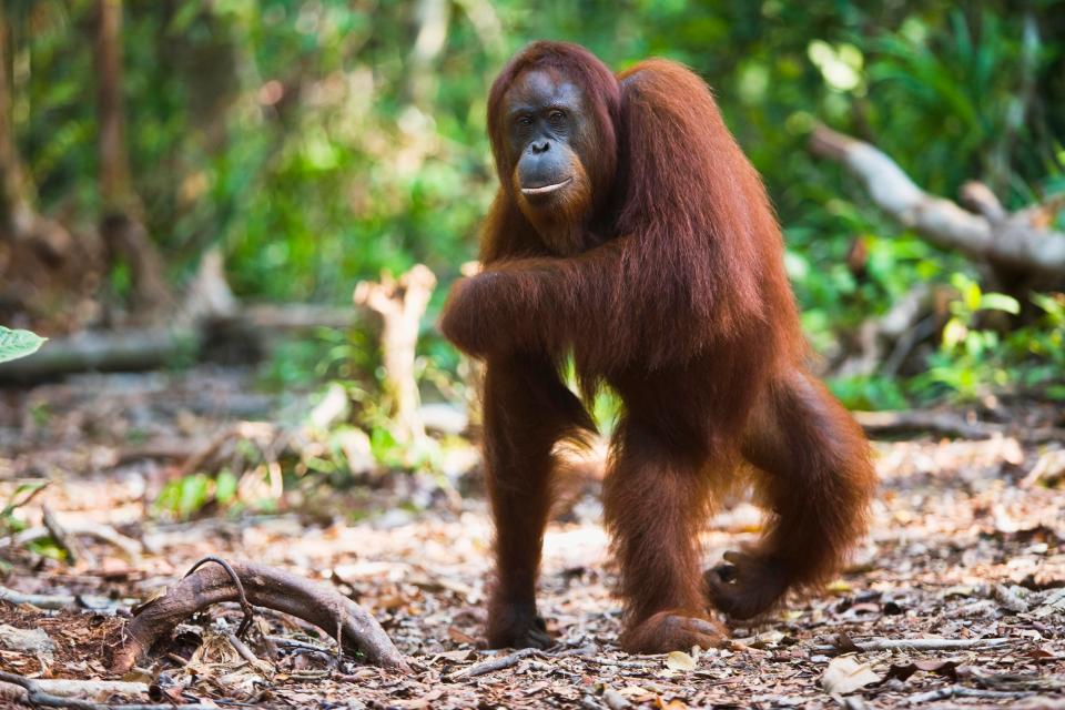  Orangutan numbers are dwindling alarmingly fast