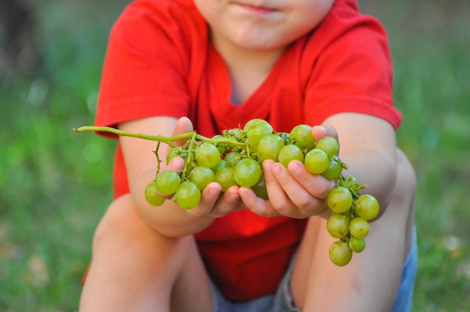  Grapes are a hazard to children, and should be cut in half before being served