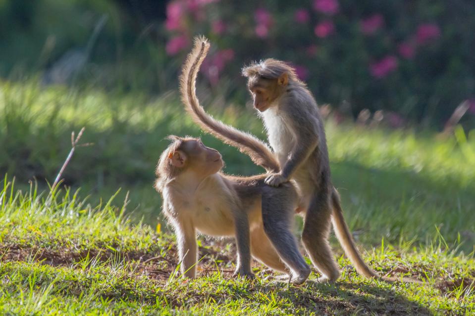  The monkeys could double in population by 2022