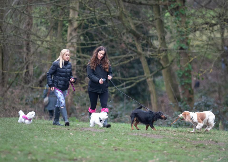  The pals had their hands full with the dogs