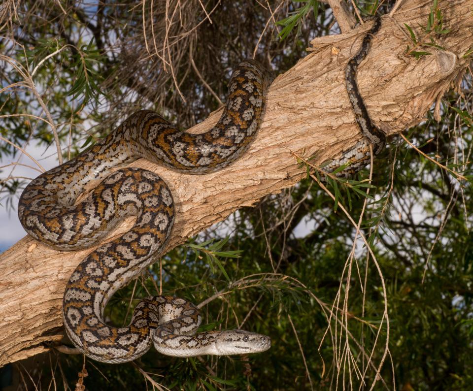  Pythons can grow up to four metres in length