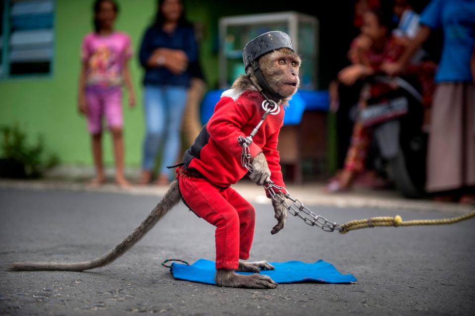  A monkey standing as part of attraction while in the road during monkey mask exhibition in Medan, Indonesia