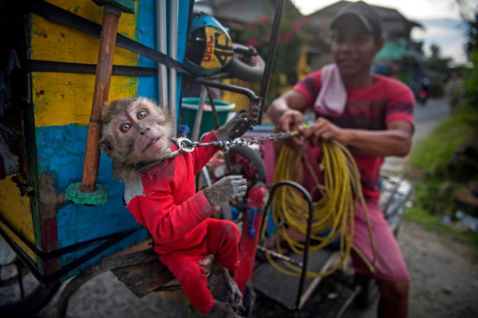  A monkey stands on a motorised rickshaw vehicle that drives along with art workers