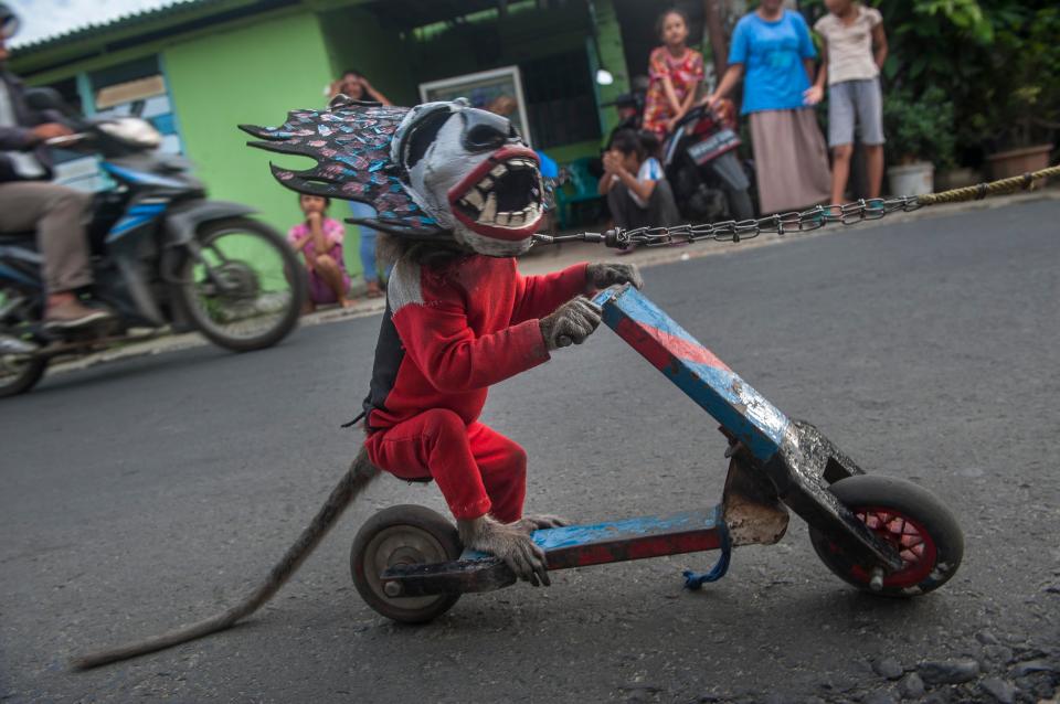  A monkey seen using mask also driving a mini motorbike as part of attraction while in the road