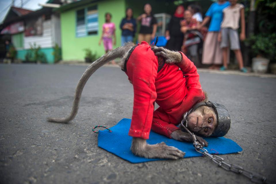  A monkey seen laying down and standing as part of attraction while in the road during monkey mask exhibition