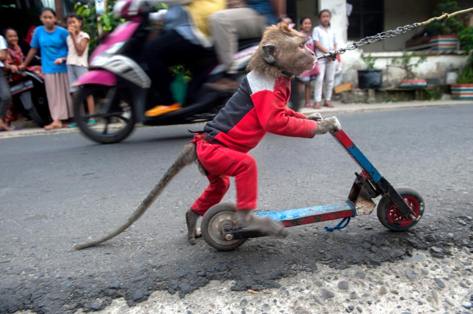  A monkey seen driving by a mini motorbike as part of attraction while in the road during monkey mask exhibition